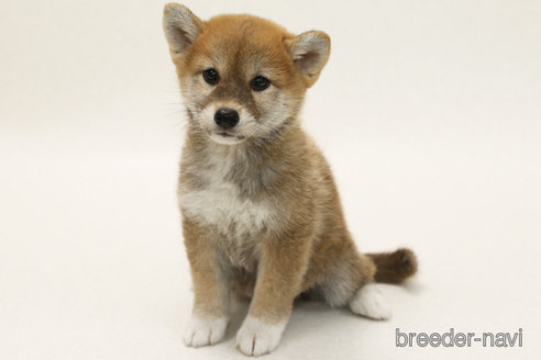 販売中の神奈川県の柴犬-382703の1枚目